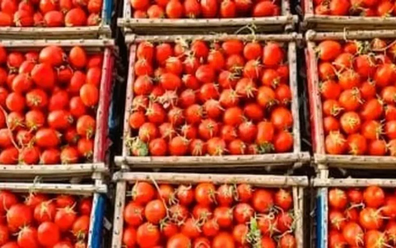 تغير الأسعار.. سعر الطماطم والخضراوات بالغربية اليوم السبت